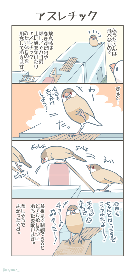 アスレチック。ちょっとでも運動になってくれていたらうれしいです。

#buncho #javasparrow #文鳥 