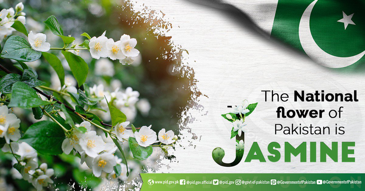 Government Of Pakistan On Twitter Jasmine Is The National Flower Of government-of-pakistan-on-twitter-jasmine-is-the-national-flower-of