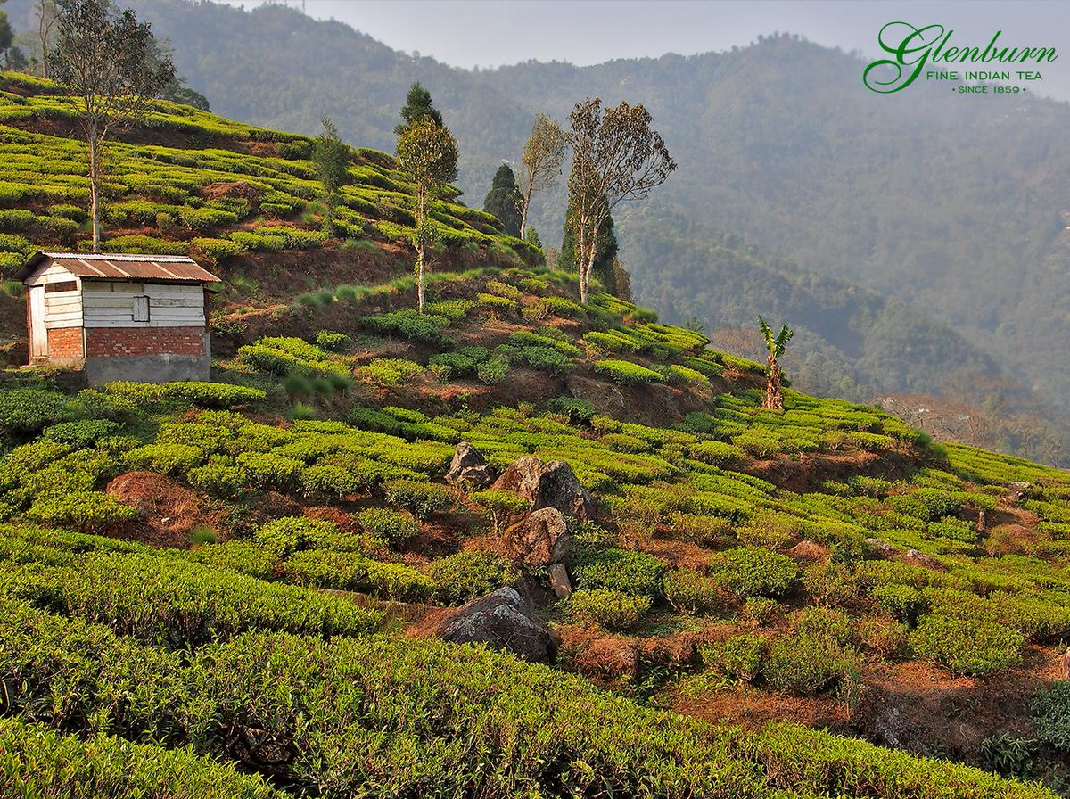 GlenburnFineTea's tweet photo. #Glenburn's tea is influenced by a wide spectrum of influences, from the type of soil and #environment in which it grows to the time of year during which it is plucked.
#teaestate #indiantea #handpickedtea #tea #teatime #teagarden #spring #Incredibleindia https://t.co/tEpU6qMzLM