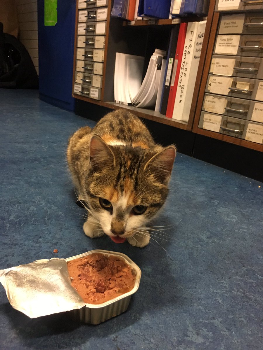 MPSEnfield's tweet photo. The station cat has taken up residency. S/He likes to jump into the vehicles with officers. It’s a very friendly cat and they’ve all fallen in love with it but it’s only right it’s returned to its rightful owner. Do you recognise this cat ? https://t.co/xfDrOIrraO