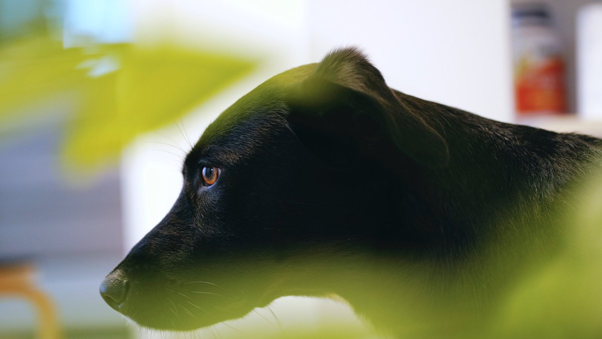 올해의 제 생일 선물로 신청했는데 하길 잘했다는 생각이에요. 서로에 대한 추억을 나누는 것도, 포카와의 시간도 소중했어요. 포카도 즐거워했고요. 우리 가족의 지금을 기록해주셔서, 서로 삼촌 고맙습니다🙏🏼 (사진. <a href="/seorotheintern/">서로</a> 반려동물 사진 촬영 신청 링크: x.com/seorotheintern… )