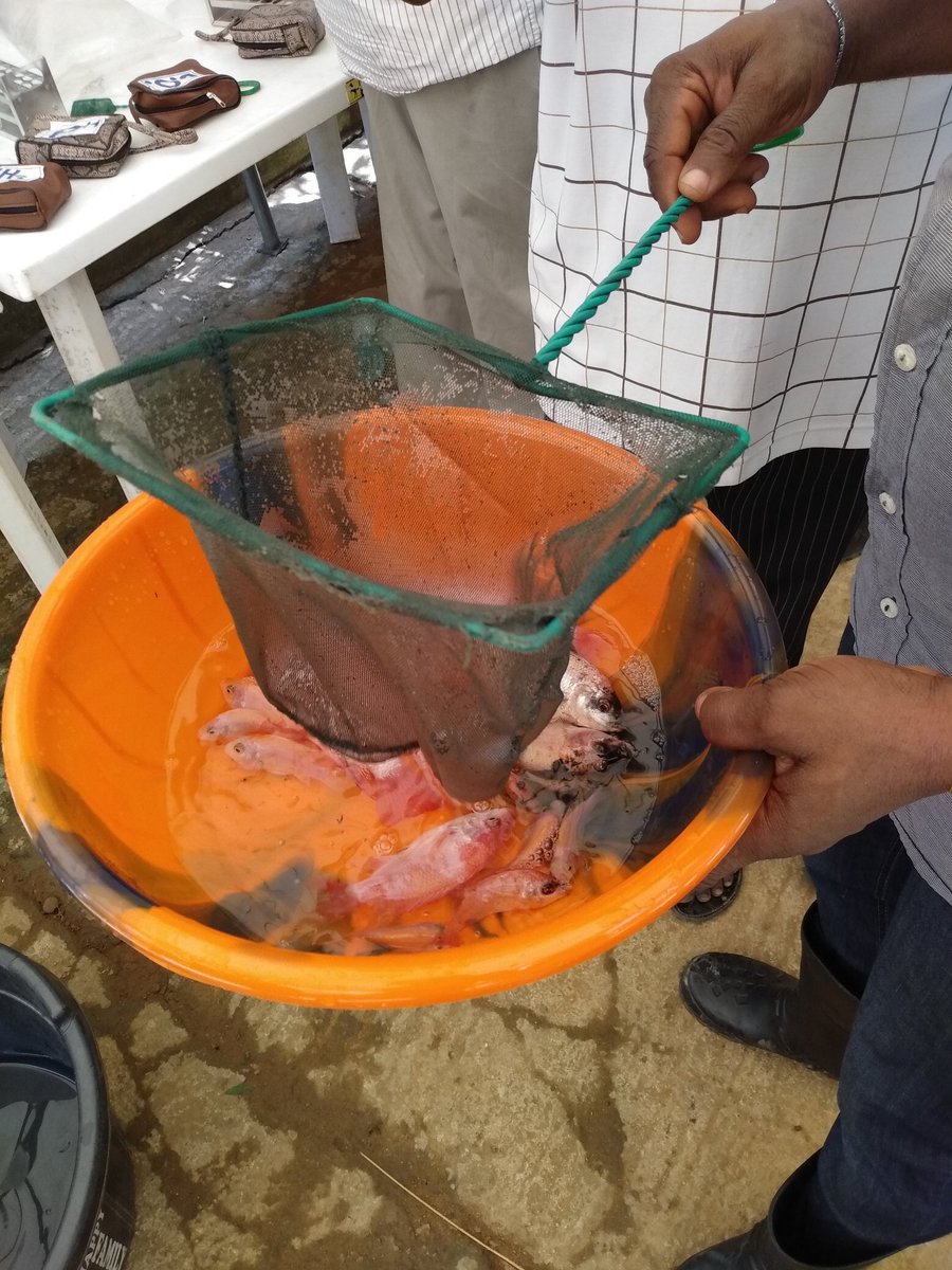 arome_alfa's tweet photo. Transportation of tilapia - better in Oxygenated poLytene bags
Add 0.1g of salt as anti stress
It based on the distance To transport 
#ENABLETAAT18 #TAATAquaculture @IITAYOUTHAGRIP
@Taat_Africa
@WorldFishCenter
@Bucheve 
@ifedayoibironke 
@olaniyiajibola7
@BawaGift 
@AfDB_Group https://t.co/yKUVhzyrKw
