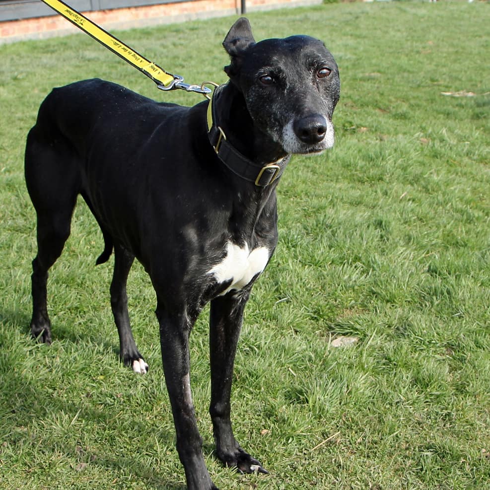 DT_Darlington's tweet photo. The wind is playing havoc with our dogs ears today. Check out newbies DAISY, BUSTER & SASHA. Find out more on our website. 🌬🐶🌬🐶🌬🐶🌬
#dogstrustdarlington @dogstrust #rescuedog #foxhoundsofinstagram #lurcher #lurchersofinstagram https://t.co/89kHfRAVgc