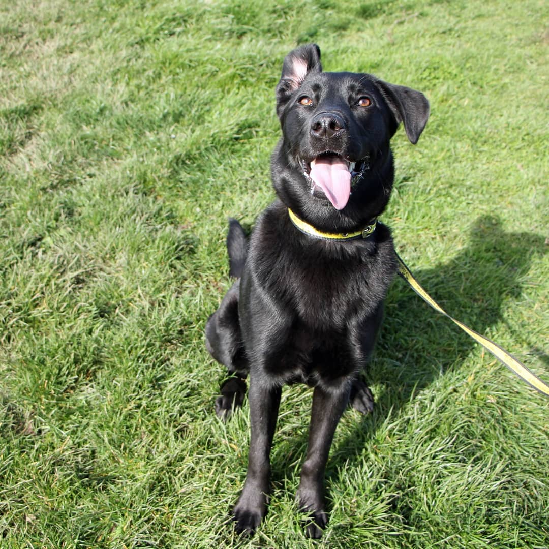 DT_Darlington's tweet photo. The wind is playing havoc with our dogs ears today. Check out newbies DAISY, BUSTER & SASHA. Find out more on our website. 🌬🐶🌬🐶🌬🐶🌬
#dogstrustdarlington @dogstrust #rescuedog #foxhoundsofinstagram #lurcher #lurchersofinstagram https://t.co/89kHfRAVgc