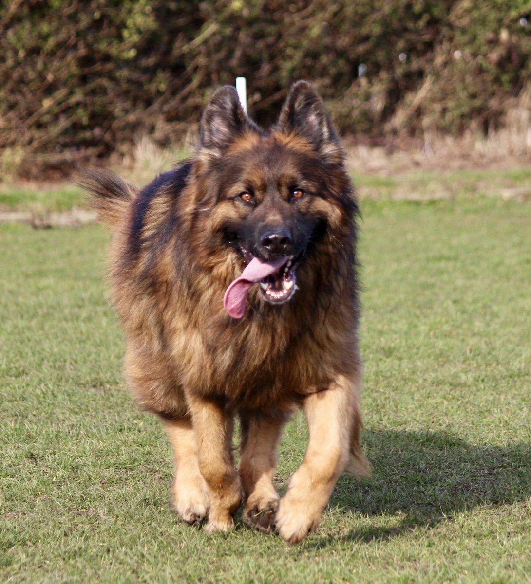 RayBates57's tweet photo. Four years this boy developed fear aggression, today we are starting to see the change in him. Was never going to give up, it was always "til death, do us part" and its been hard at times. But we are getting there. #GermanShepherds #keepthemoutofrescues #TrainingTrainingTraining https://t.co/SZ8rn7glsx