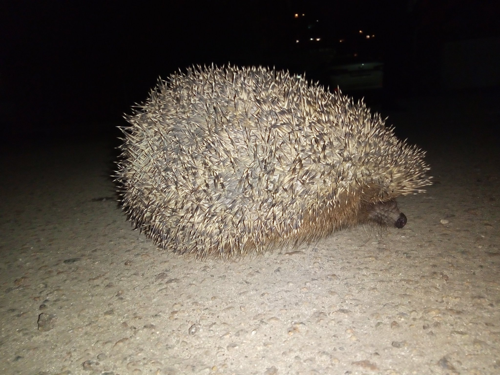 Сонный ежик. Новорожденные ежи. Спящий еж. К чему снится ежик. К чему снится ёжик во сне женщине.