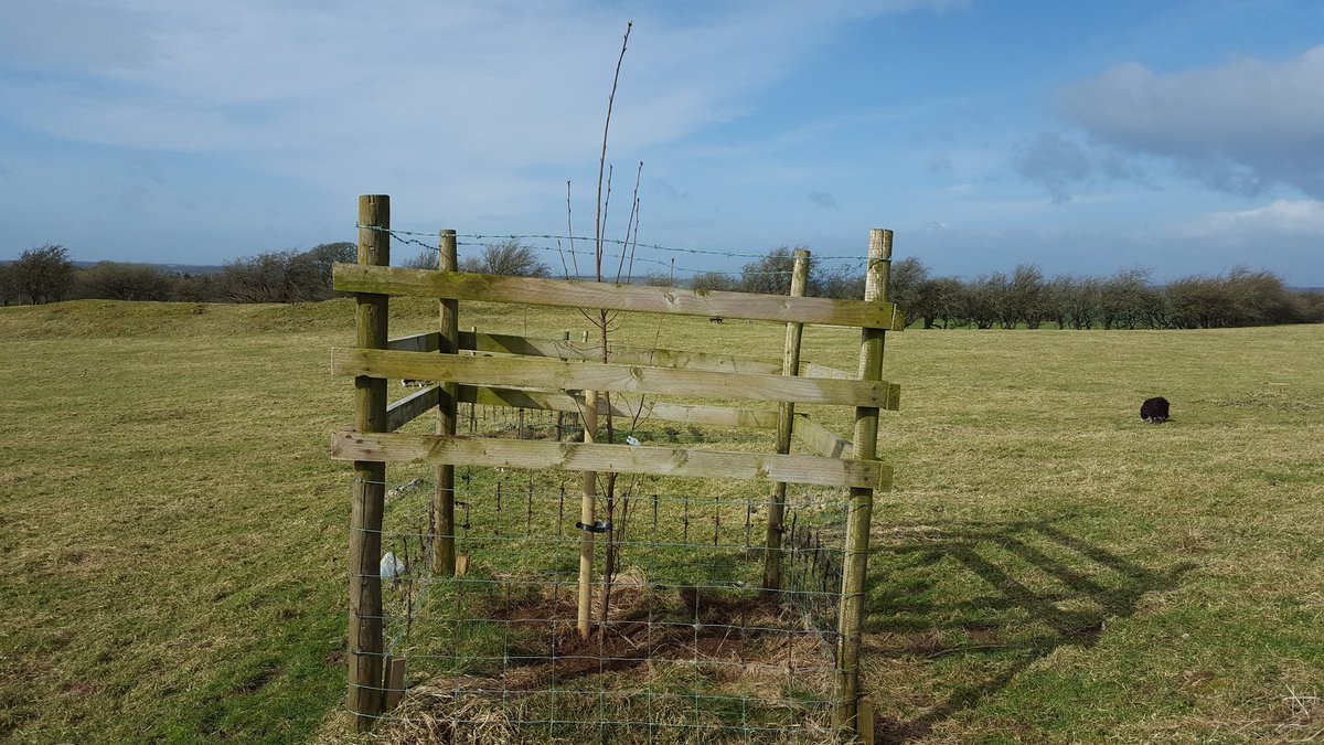 Planting up tree boxes on Ash dominated limestone land. Bird Cherry, Small-leaved Lime, Wild Cherry, Field Maple and Rowan. #LakeDistrict #Treeplanting #trees #diversity #diversitymatters