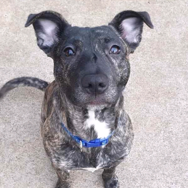 NWDogRescue's tweet photo. Please RT my details.  My foster home is great but I'd like my very own family.
https://t.co/gkwqFqBPrS
Nottingham rehome nationwide https://t.co/bHygw7dU2W