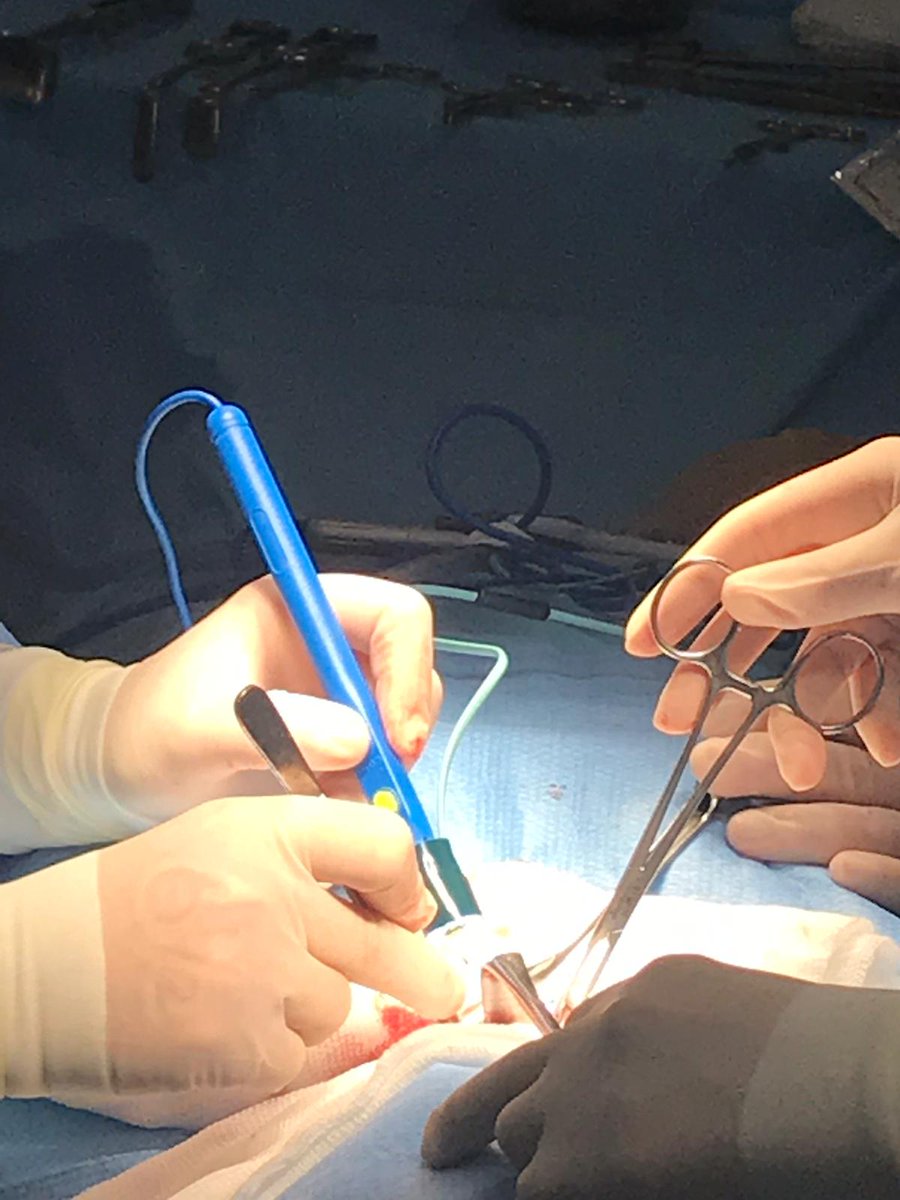 RUTILIGHT tweet media