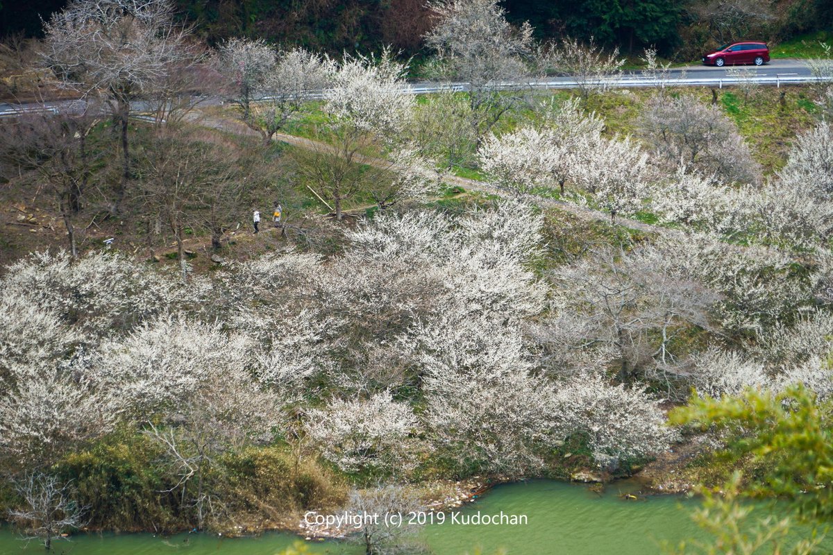 Kudochan 名勝 月ヶ瀬梅渓 満開の梅まつりでした 梅の花 梅まつり 月ヶ瀬梅渓 Kudochan 名勝 月ヶ瀬梅渓 満開の梅まつりでした 梅の花 梅まつり 月ヶ瀬梅渓