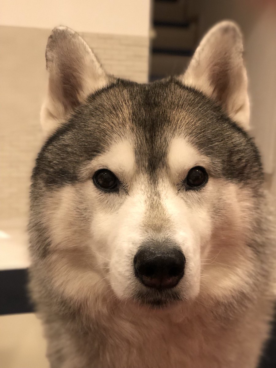 プピプピ文太 真顔の犬の記号 違う