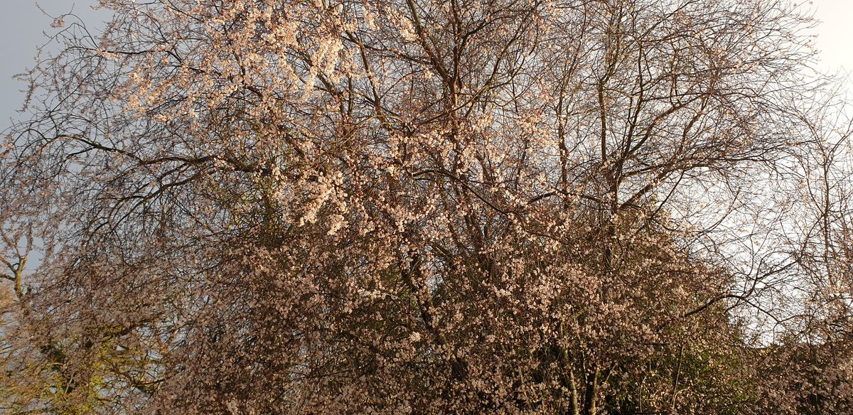 Throughout the weeks storm the cheery blossom has remained resolute. 
Have a fabulous Friday 🌸💚🌸
#suffolk 
#FridayFeeling 
#cherryblossom 
@metoffice 
#CheltenhamFestival 
#coffee
#StormGareth 
#believe