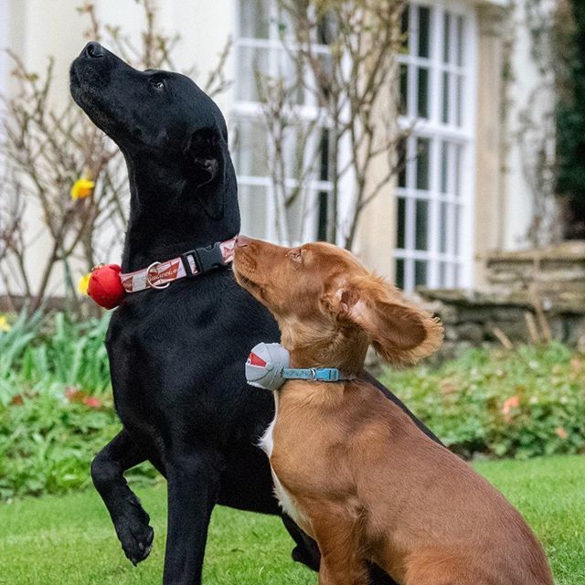 GlenfallH's tweet photo. The boys are getting involved for #rednoseday ❤️
-
-
-
-
#comicrelief #rednoseday2019 #comicrelief2019 #noseson #sprockerlove #spaniellove #doglovers #sprockerpuppy #sprockersofinstagram #adogslife #sprockerspanielsofinstagram #puppiesofinst… https://t.co/Ypzb64KLCV https://t.co/cWhgmKQ4cd