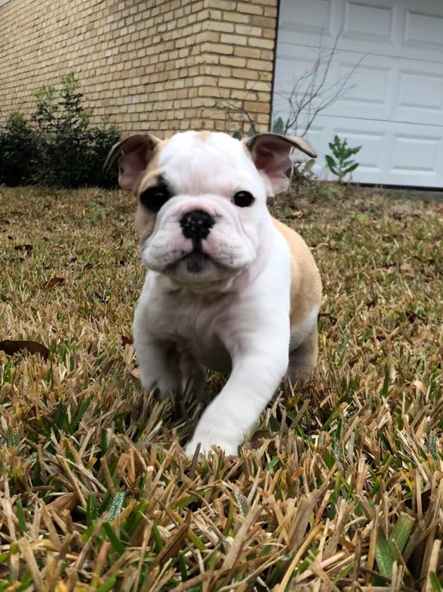 ilovepet7's tweet photo. Our new #English #bulldog #puppy !
#Dog #dogs #puppy #love #cute #pet #doglover #pets #puppies #ilovedog #puppylove #animal #doglovers #doggy #dogbreads #dogsoftwitter #funnydog #doglife #dogsofinstagram #dogslife #petlovers https://t.co/MVtYxQWh1k