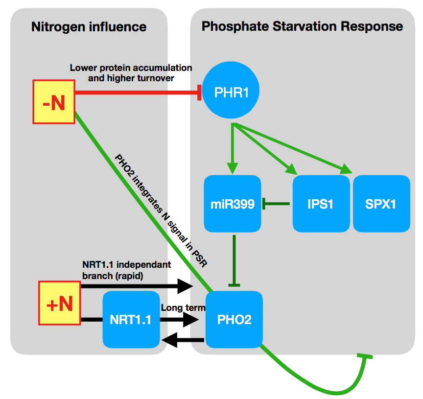GabKrouk's tweet photo. Did you know:
-that Phosphate Starvation Response (PSR) in plants is broadly (~80%) Nitrogen controlled?
-that PSR is likely a circular signaling pathway?
See the whole story in @ThePlantCell. with @lacombebenoit1 @hatemrouached @SRuffel @AlaeddineSafi...
https://t.co/MA7ot1eGSi https://t.co/Ecul8WgM9k