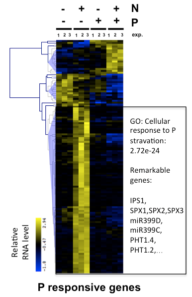 GabKrouk's tweet photo. Did you know:
-that Phosphate Starvation Response (PSR) in plants is broadly (~80%) Nitrogen controlled?
-that PSR is likely a circular signaling pathway?
See the whole story in @ThePlantCell. with @lacombebenoit1 @hatemrouached @SRuffel @AlaeddineSafi...
https://t.co/MA7ot1eGSi https://t.co/Ecul8WgM9k