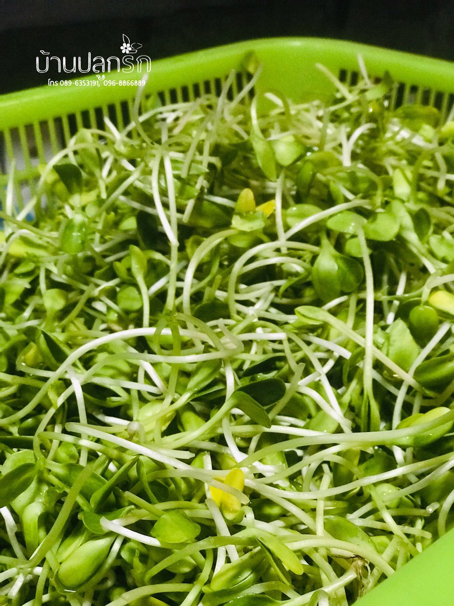 nu_nung99's tweet photo. ปลูกเอง ขายเอง @บ้านปลูกรัก สนใจทักมาได้นะคะ 🌱🌱🌱 #ยอดอ่อนทานตะวัน #เชียงใหม่ https://t.co/3yA9blwv8g
