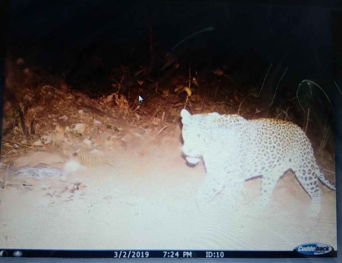 Pug marks of wild beast in central Gujarat forest not of tiger/tigress but that of leopard:Forest Department