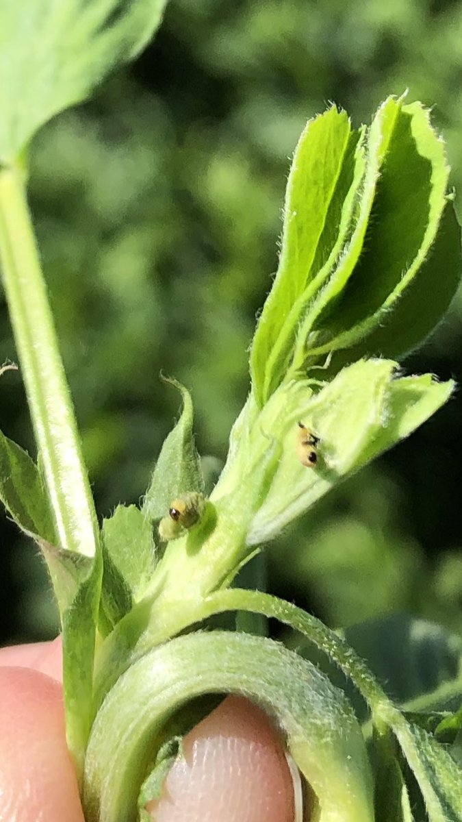 TeiaG2012's tweet photo. Vigileu cuca verda #hypera postica a la #userda #alfals. Als brots tendres. Recordeu que en userdes #SIE no es pot aplicar cap tipus de fitosanitari. La manca de productes autoritzats amb diferent m.a. ens aboca a la generació de resistències. #piretrines #piretroids https://t.co/kk2BJNMq8b
