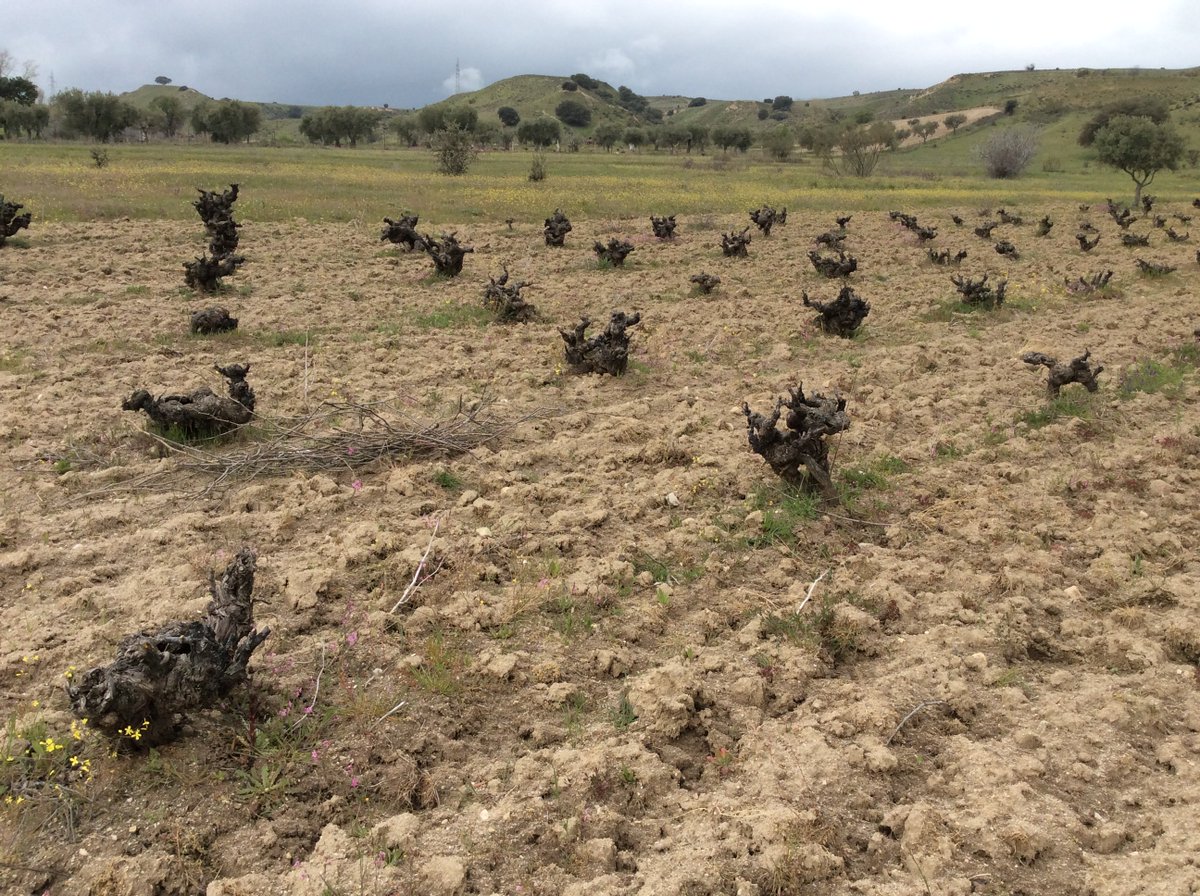 spanish_wl's tweet photo. Well, this has taken a while but @VinosdeMadridDO will officially announced next week a new subarea in the appellation. El Molar stretches across Sierra Norte and the Jarama Valley north of Madrid and to the east of Gredos https://t.co/BT2mqednvA