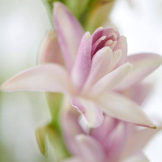 TcBrekelmans's tweet photo. Wij wensen iedereen alvast een bloemrijk weekend! #weekend #bloemist #bloemen #vrijdag https://t.co/F2Z6InVaJW