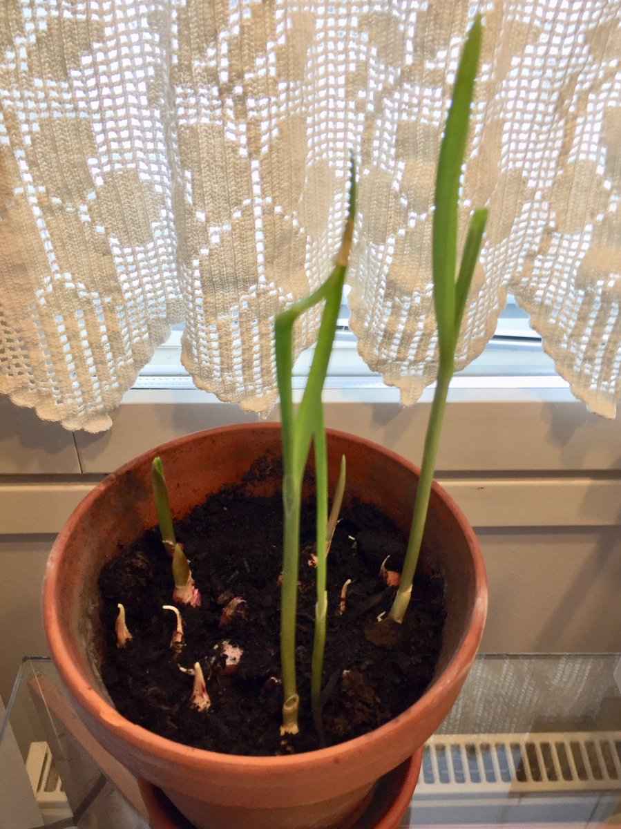 AiraKuvaja's tweet photo. Valkosipulin versoja 🌱💚 #valkosipuli #versot #kevät #kasvit #kasvukausi #kasvikset https://t.co/nc3UWHSzfb