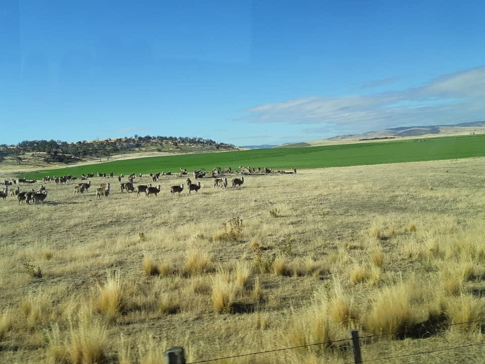 IFMAOnline's tweet photo. Field Trip 3 started with Beaufront hosted by Julian von Bibra, farm manager alongside Annabel. 12,400ha of prime lamb, poppies, cereals, beef and conservation #ifma22 https://t.co/kyFfthJmlR