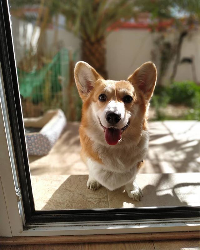 Corginanfamily's tweet photo. Tongue out Tuesday!! #Corgina @allaboutcorgis #corgistagram #corgis_of_instagram #corgi #corgis #corgigram_ #corgilove #corgilife #corgi_of_instagram #puppy #puppies#perros #perro #animales #animals #dogs #dogsofinstagram #mascotas #pets #animalsofinstag… https://t.co/RxalNrcfFb https://t.co/slojSaqPi3