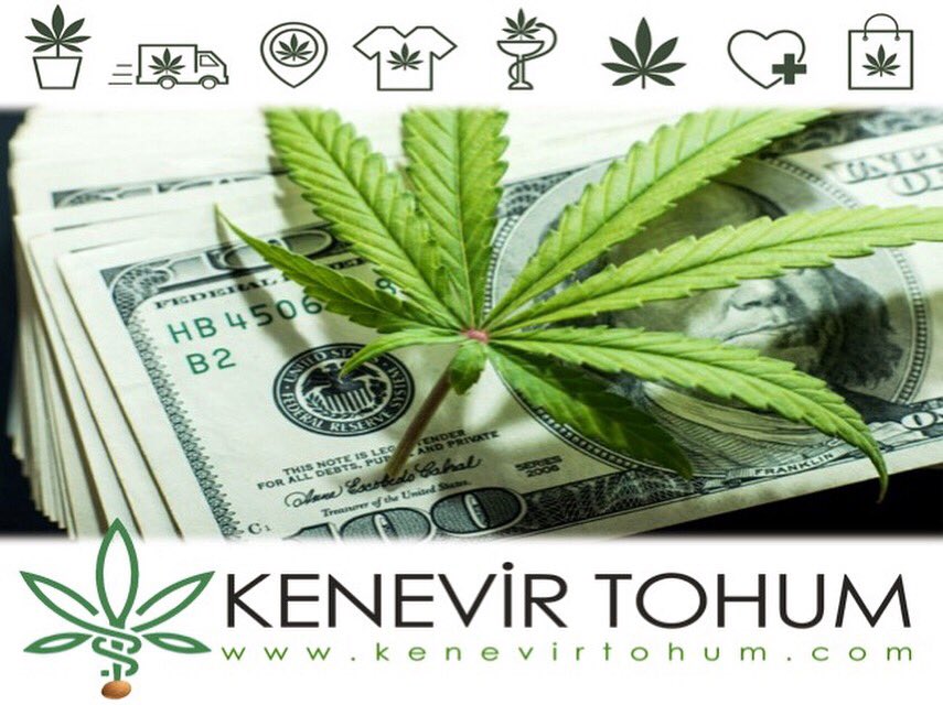 kenevirtohum's tweet photo. Para ağaçta yetişir/Money does grow on tree #kenevir #hemp #cannabis #kenevirtohumu #tohum #seed #hempseed #grain #kenevirfaydaları #hempbenefit #useofhemp #keneviryağı #hempoil #hempfibre #textile #keneviryetiştirmek #crop #harvest #reaping #planting #cultuvating #trade #textile https://t.co/VN1y3BMlwg