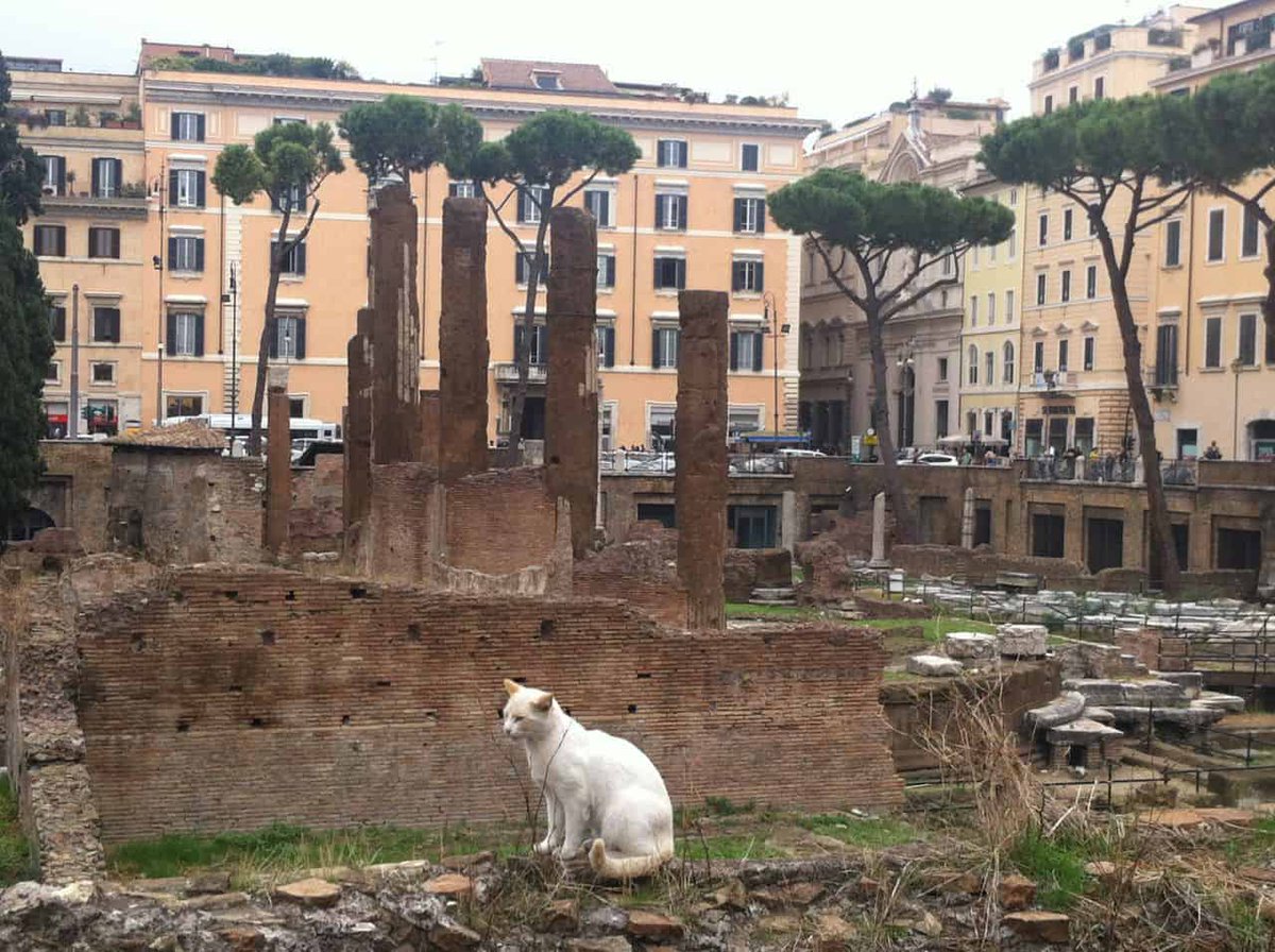 DrJEBall's tweet photo. The Largo di Torre Argentina in modern #Rome lies within the ancient Campus Martius, within which lies the place where Julius #Caesar was murdered in 44BC near the Theatre of Pompey. It now houses a sanctuary for the stray cats of the city.

#IdesOfMarch #JuliusCaesar #Roman https://t.co/B1qtgJwwSk