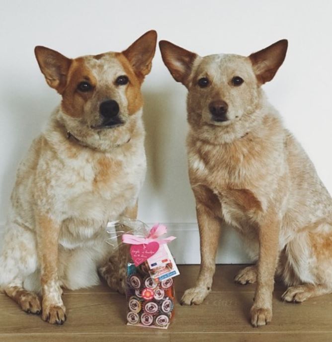 MadeInPet's tweet photo. [LONDON CUPCAKES] ❤🇬🇧💂‍♂💕
Layla et Penelope 🐶🐶 habitent Piccadilly à Londres.
Les 2 sisters sont Fans des Cupcakes de la Pâtisserie MADE iN PET 😋💕🤩 https://t.co/i3thc1r5rz 
#chiens #dogs #MADEINPET #cupcakes #Londres #London #Madeinfrance https://t.co/Bw9cY880yV
