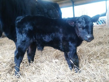 GenusABS's tweet photo. CUTE!
A day old Oakchurch DUSTER bull calf (Wingate Grange Pilot 115) from Will & Sophie Chrystal's Wingate Grange Aberdeen Angus herd.
This is little one is out of the mother of their show heifer from this year, so we expect great things!
https://t.co/TbfRN4ucWC
#GenusBeef https://t.co/iLBLkZbnZ3