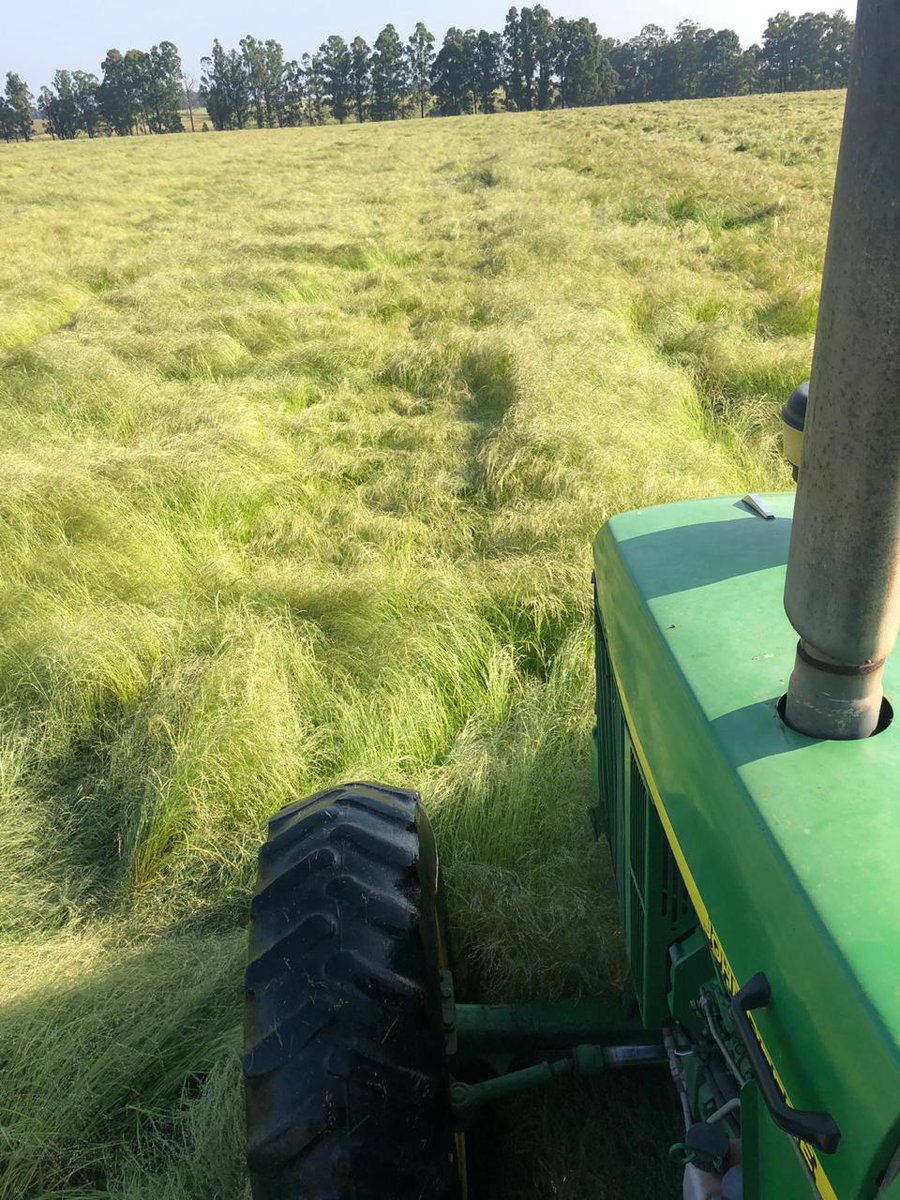 BarenbrugSA's tweet photo. Teff Tiffany 18.75 bales / ha & Teff SA Brown 14.75 bales / ha
Planting date: January 2
Cutting Date: March 14
Bales weigh 320kg each. That's a 1.2ton difference in yield per hectare!
๐จโ๐พ Tiaan Bam, Amersfoort
#Teffgrass #QualityAtItsBest #BarenbrugSA #HappyFarmer #FreddieSteyn https://t.co/b4LRyA8ueE