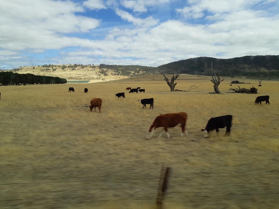 IFMAOnline's tweet photo. Field trip 3 continued with Fosterville, a 7780-hectare property managed by Simon Foster. A diversified agricultural business with Merino wool, Meat (lamb & beef), Irrigated Crops (poppies, grass seed) & Environmental Stewardship #ifma22 https://t.co/JToGSlNCj7