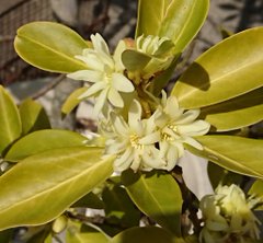 シキミの育て方とは 鉢植えでの育て方や挿し木での増やし方も解説 暮らし の