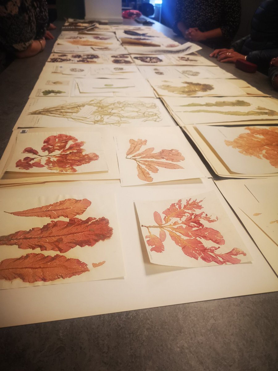 Huge thanks to Heleen @RBGE_Herbarium for showing us specimens of seaweeds collected from Edinburgh since the 19th century, many from Joppa.