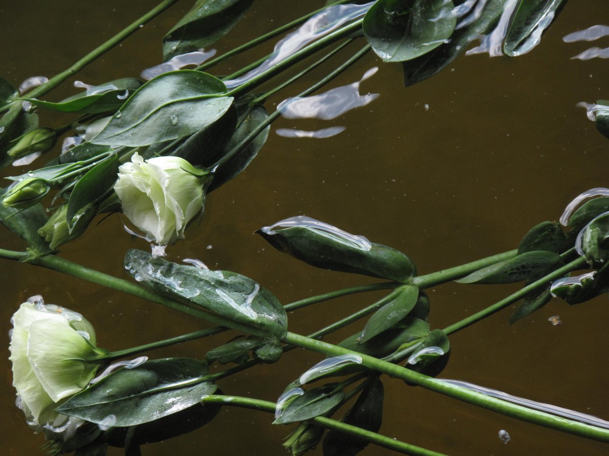 FREE workshop for women of all ages <a href="/TaraCentreLancs/">TaraCentreLancaster</a> 30th March 2-4pm  bit.ly/2ubxmlc Get in touch if you are interested in talking and exploring, in a safe space, themes of loss, grief, rituals, death/dying, migration, community, identity <a href="/CityofSanctuary/">City of Sanctuary UK 🧡</a> <a href="/LancasterCC/">Lancaster City Council</a>