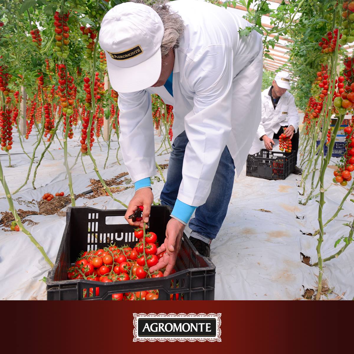 Chi semina raccoglie…e noi di <a href="/Agromonte/">Agromonte</a> raccogliamo deliziose bontà! 

#Agromonte #oVeniteinSicilia