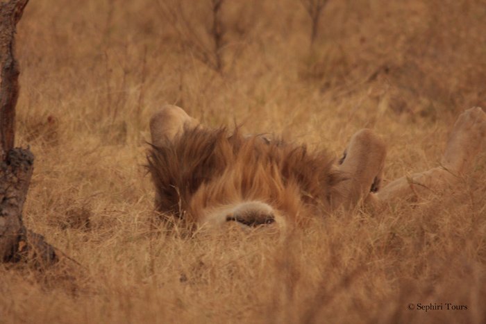 Happy #WorldSleepDay Lion by <a href="/africageo/">Africa Geographic</a> #frifotos