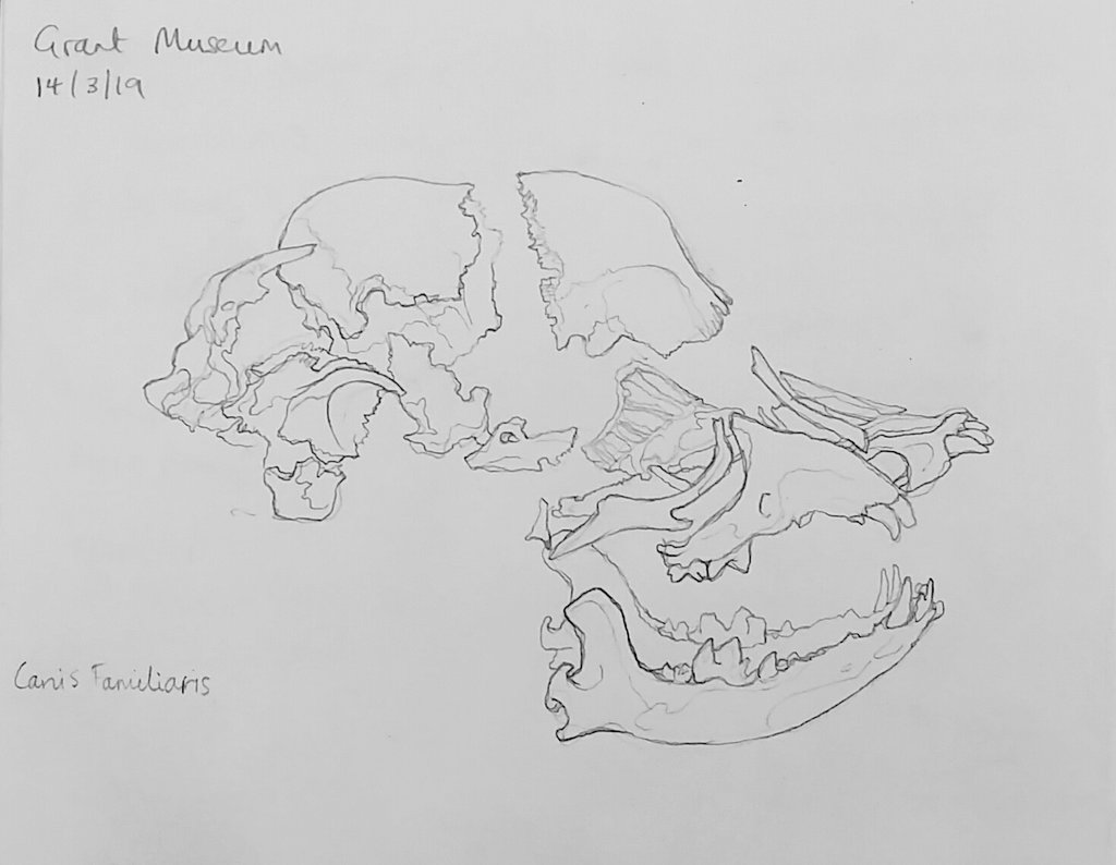 lisatemplecox's tweet photo. Quick sketch, a lovely Beauchene mount of a dog skull in the @GrantMuseum #dogskull #sketch #beauchene #grantmuseum #zoology #UCL https://t.co/tfVTJVkCuy