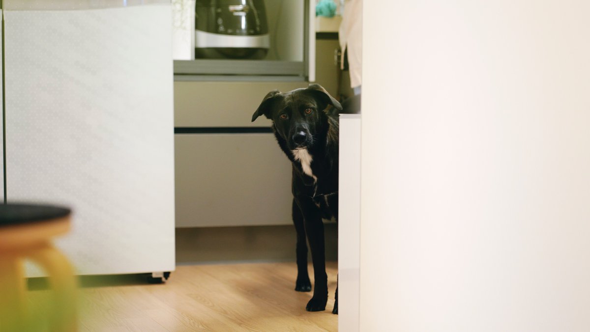 사진 찍던 날. 포카가 서로 삼촌은 처음 만나는 거라서 긴장할까봐, 포카 쉬야도 할 겸 밖에서 만나서 같이 집에 왔다. 어릴 때부터 한 쪽에만 눈물이 터지는 멈머... 외출하고 돌아와서 눈꼽도 떼고 힝구모드. 언니 오빠 곁에서 서로 삼촌 탐색중. (사진. <a href="/seorotheintern/">서로</a> )