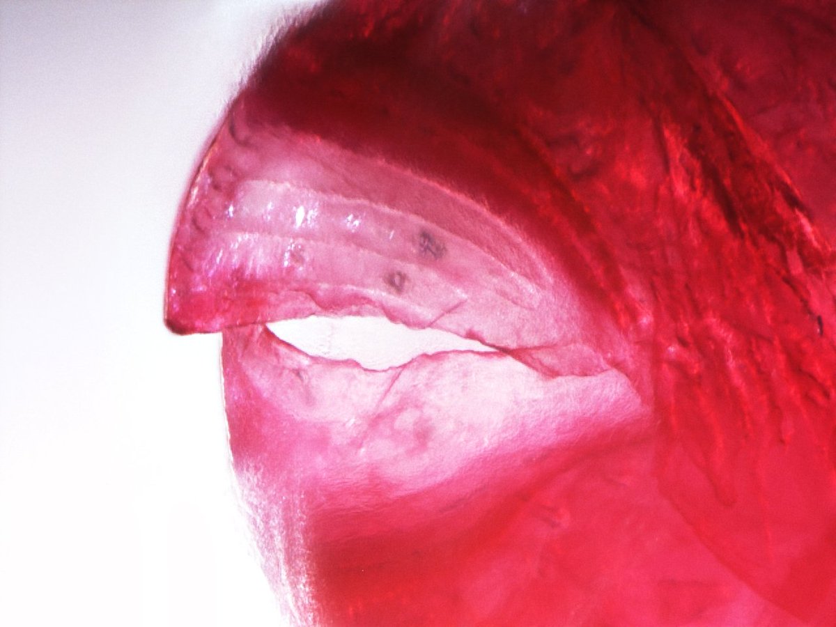 rorylcooper's tweet photo. This is a dwarf pufferfish stained with alizarin red. You can see defensive spines covering body, and the thin elongated enameloid teeth that stack up to form its beak  🐡🔬 https://t.co/Qe2PJuYf8W