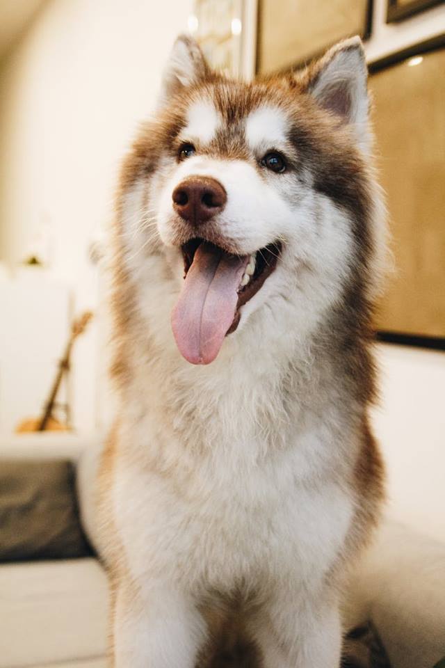 Cute Pet Photo of the Day: Check out this fluffy pup!

#puppylove #puppygram #puppydog #puppyoftheday #puppylife #puppyeyes #puppystagram #puppys #puppylover #puppyofinstagram #puppysofinstagram #puppypalace #puppyface #puppyplay #puppysketch #puppydogeyes