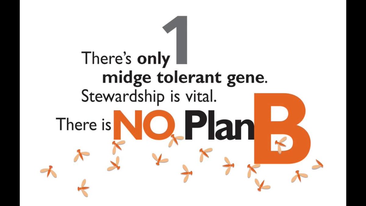 FPGenetics's tweet photo. Protect and preserve this valuable technology! We can’t afford not having access to Midge Tolerant #Wheat. #WestCdnAg #certifiedseed #CDCLandmarkVB https://t.co/OeIPc2GVNw https://t.co/N6H0f6KoJ1