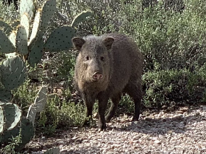 djs_fordgirl's tweet photo. You looking at me? @VisitTucsonAZ @totallytucson  @Trendingtuc https://t.co/sYA1P29x3I