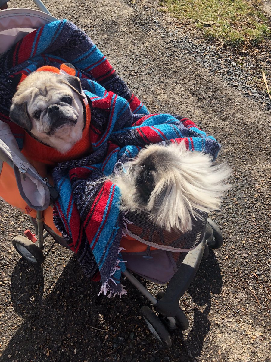 LadyPuggington's tweet photo. All charged up and ready for #PugsAgainstTrump this Sunday, 3/17! 🎉

To all my #pug friends in the #WashingtonDC area, let me know on Instagram if you’re planning to attend: https://t.co/KHWd2xgvuw 🐶

#PugChat #PugMeetup https://t.co/7tOFF2rguv