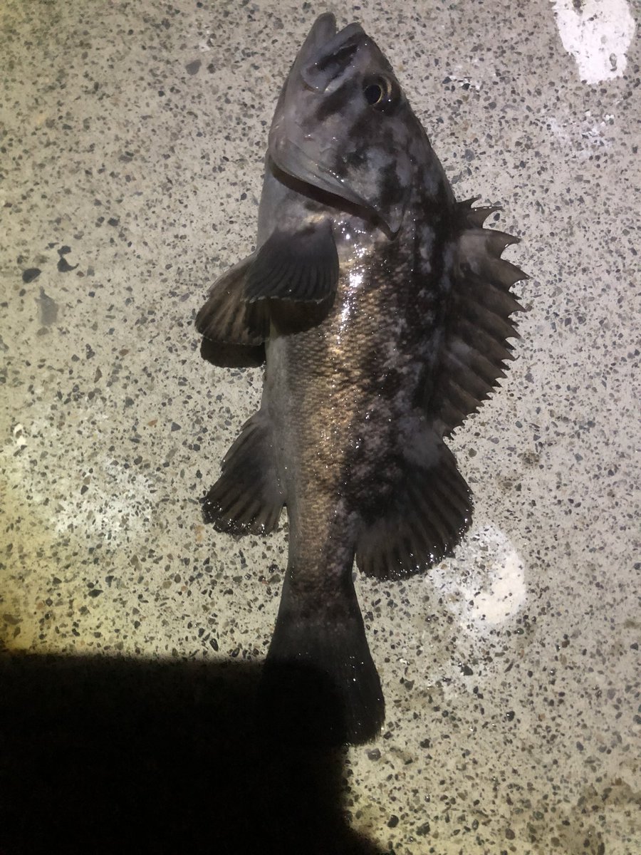 Hashtag エゾアイナメ Sur Twitter