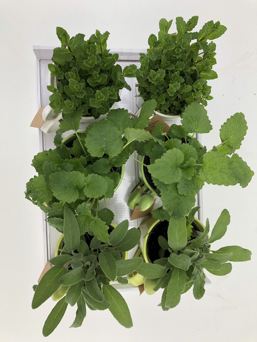 GCollectP's tweet image. Create your own favorite tea with the flavors #menthaspicata #melissa #salvia #now #available #herbs #edible #tea #cups