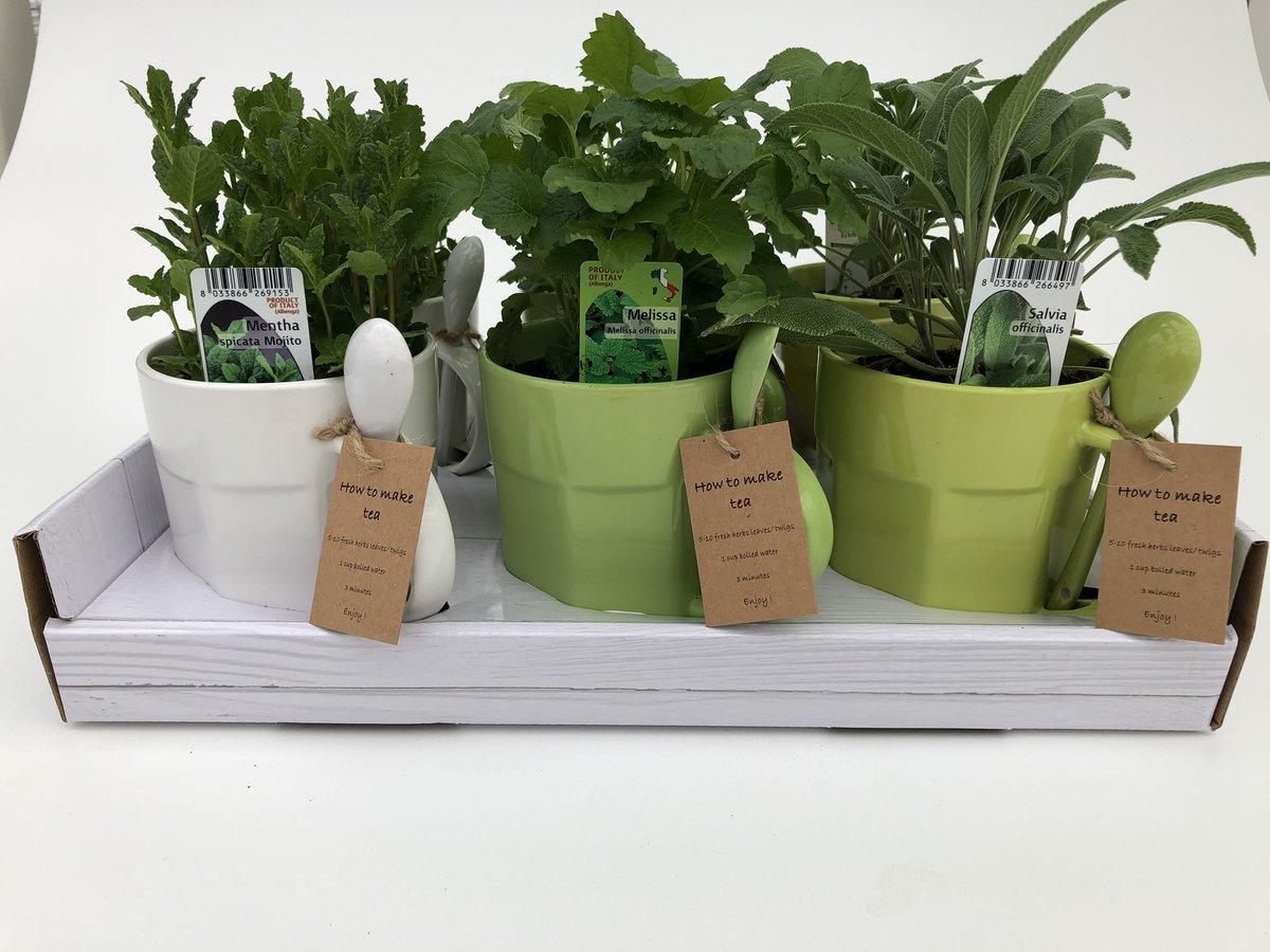 GCollectP's tweet image. Create your own favorite tea with the flavors #menthaspicata #melissa #salvia #now #available #herbs #edible #tea #cups