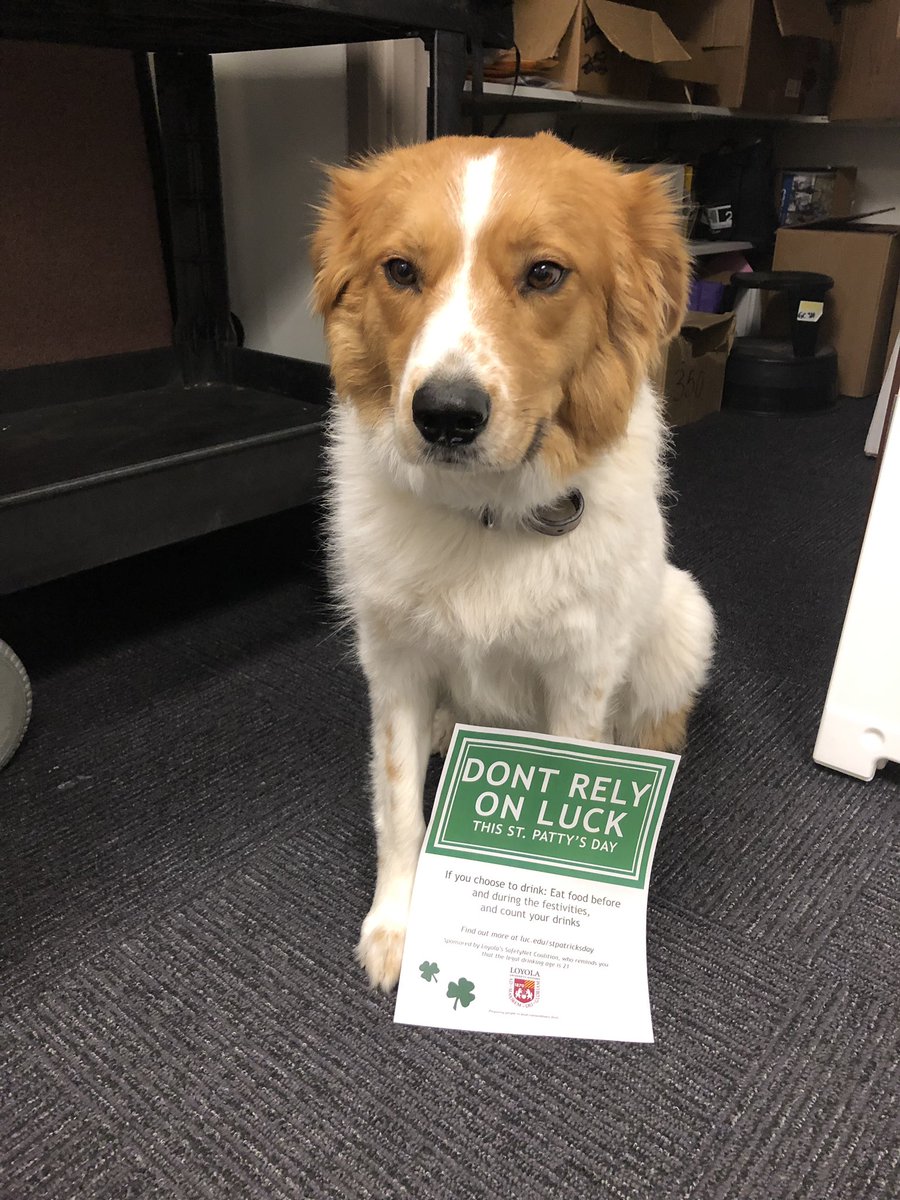 Celebrate responsibly if you choose to go out this weekend! I care about you all and do not want your St. Patrick’s Day to be “ruff”! #LoyolaChicago #therapydog